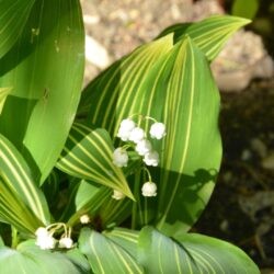 Convallaria majalis Albostriata