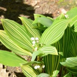 Convallaria majalis Albostriata