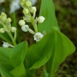 Convallaria majalis