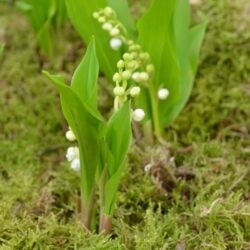 Convallaria majalis