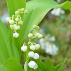 Convallaria majalis