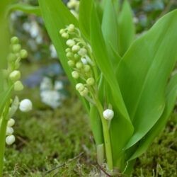 Convallaria majalis