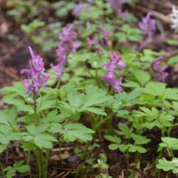 Corydalis cava