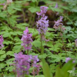 Corydalis cava