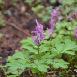 Corydalis cava