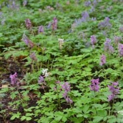 Corydalis cava