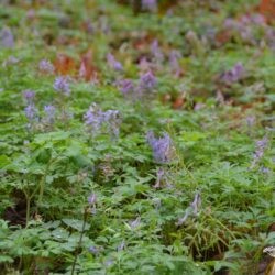 Corydalis solida