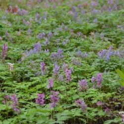 Corydalis solida