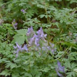 Corydalis solida