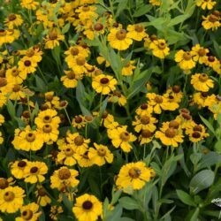 Helenium El Dorado