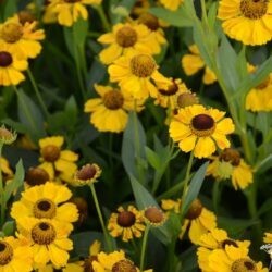 Helenium El Dorado