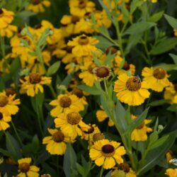 Helenium El Dorado