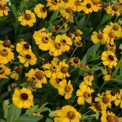 Helenium El Dorado