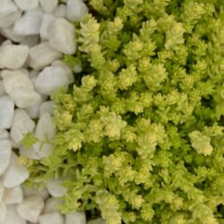 Sedum acre Aureum