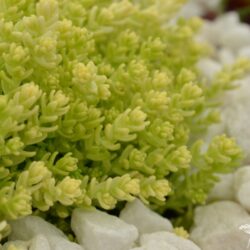 Sedum acre Aureum