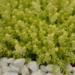 Sedum acre Aureum