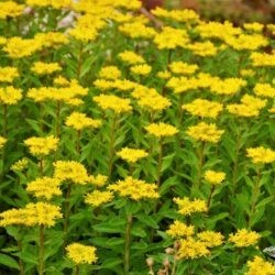 Sedum aizoon