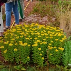 Sedum aizoon