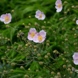 Anemone hupehensis Ouverture