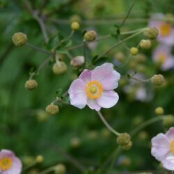 Anemone hupehensis Ouverture