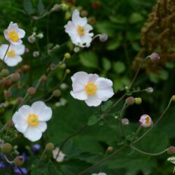 Anemone hupehensis Ouverture