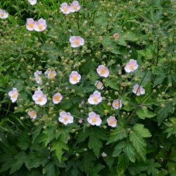 Anemone hupehensis Ouverture