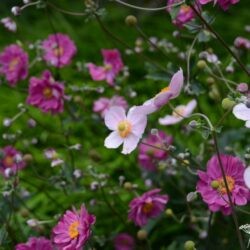 Anemone hupehensis var. japonica Splendens