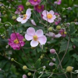 Anemone hupehensis var. japonica Splendens