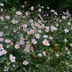 Anemone hupehensis var. japonica Splendens