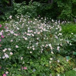 Anemone hupehensis var. japonica Splendens