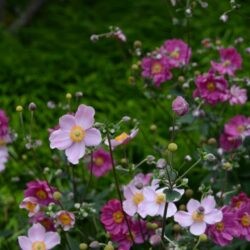 Anemone hupehensis var. japonica Splendens