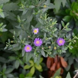 Aster ageratoides Ezo Murasaki