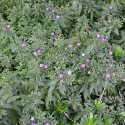 Aster ageratoides Ezo Murasaki