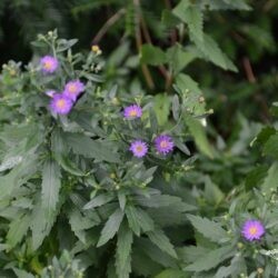 Aster ageratoides Ezo Murasaki