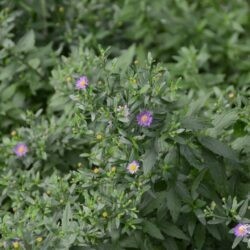 Aster ageratoides Ezo Murasaki