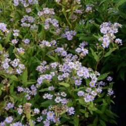 Aster ageratoides Harry Schmidt