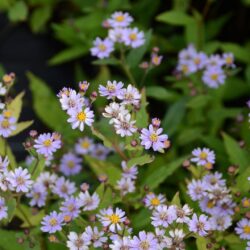 Aster ageratoides Harry Schmidt