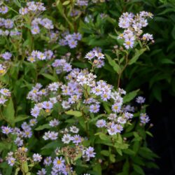 Aster ageratoides Harry Schmidt