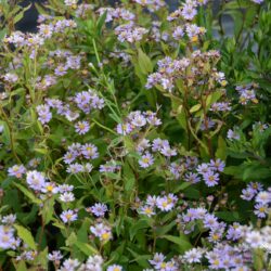 Aster ageratoides Harry Schmidt