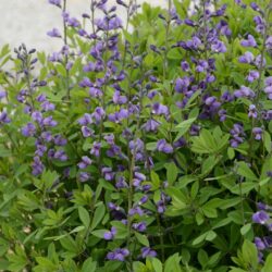 Baptisia Purple Smoke