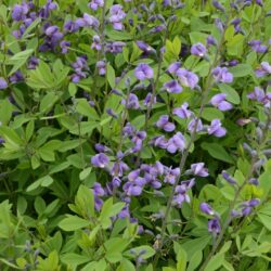 Baptisia Purple Smoke