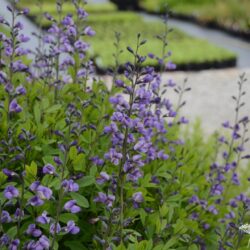 Baptisia Purple Smoke