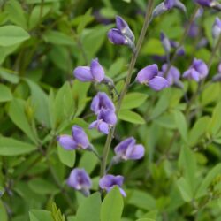 Baptisia Purple Smoke