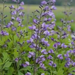 Baptisia Purple Smoke