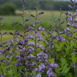 Baptisia Purple Smoke