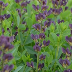 Baptisia Twilite