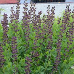 Baptisia Twilite