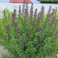 Baptisia Twilite