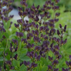 Baptisia Twilite