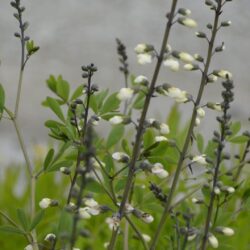 Baptisia alba var. macrophylla